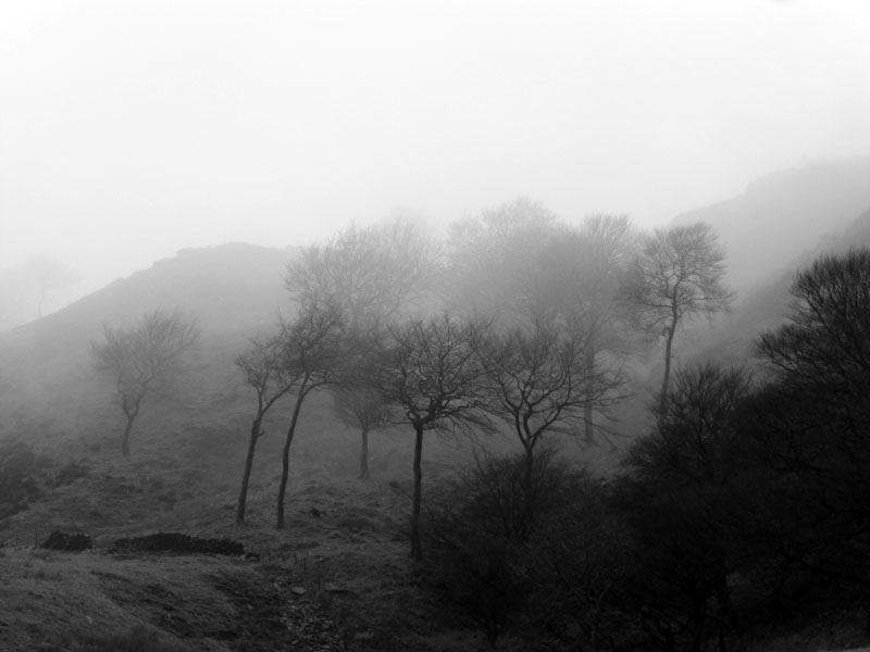 Misty Trees